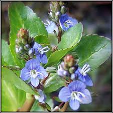 Attēlu rezultāti vaicājumam “Veronica beccabunga flower”