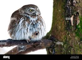 Attēlu rezultāti vaicājumam “Glaucidium passerinum adult”