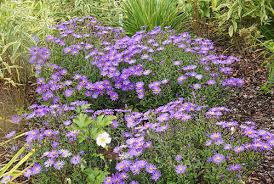 Image result for Aster amellus