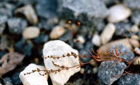 Attēlu rezultāti vaicājumam “Sagina nodosa leaf”