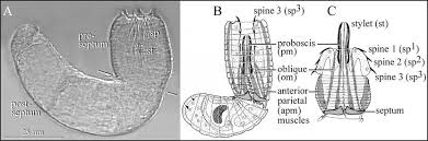 Attēlu rezultāti vaicājumam “Phronia sp. larva”