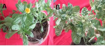 Attēlu rezultāti vaicājumam “Calendula officinalis leaf”