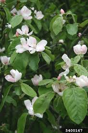 Attēlu rezultāti vaicājumam “Cydonia oblonga flower”