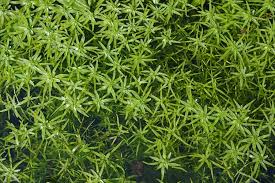 Attēlu rezultāti vaicājumam “Callitriche verna leaf”