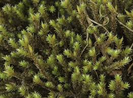 Attēlu rezultāti vaicājumam “Hedwigia ciliata”