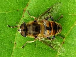 Attēlu rezultāti vaicājumam “Eristalis sp.”