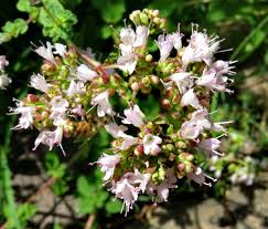 Image result for Origanum majorana