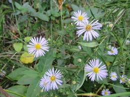 Attēlu rezultāti vaicājumam “Symphyotrichum x salignum leaf”