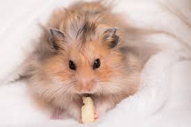 Image result for хомек