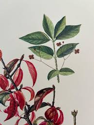 Attēlu rezultāti vaicājumam “Euonymus verrucosus”