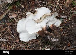 Attēlu rezultāti vaicājumam “Polyporus melanopus”