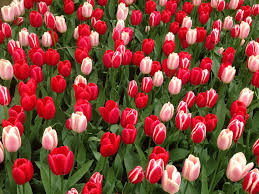 Attēlu rezultāti vaicājumam “Tulipa gesneriana flower”