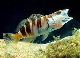 Image result for Serranus scriba