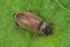 Attēlu rezultāti vaicājumam “Byturus tomentosus”