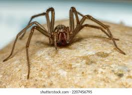 Attēlu rezultāti vaicājumam “Tegenaria sp.”