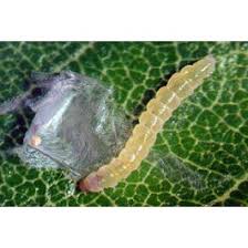 Attēlu rezultāti vaicājumam “Tischeria complanella larva”