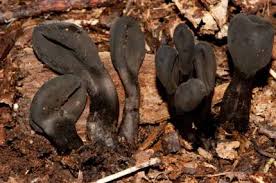 Attēlu rezultāti vaicājumam “Lycogala succineum macro”