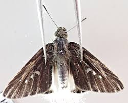 Attēlu rezultāti vaicājumam “Hesperiidae”