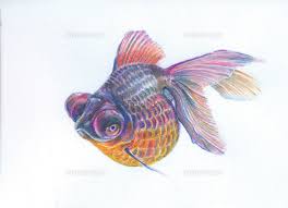 Image result for 出目金