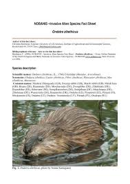 Attēlu rezultāti vaicājumam “Ondatra zibethicus”