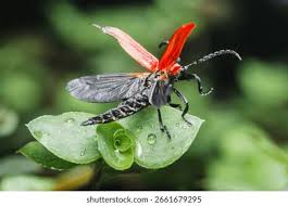 Attēlu rezultāti vaicājumam “Lycidae”