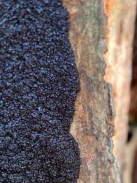 Attēlu rezultāti vaicājumam “Lindbladia tubulina spores”