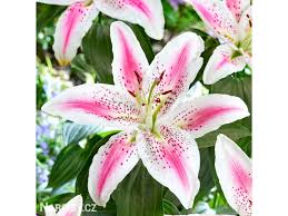 Image result for Lilie