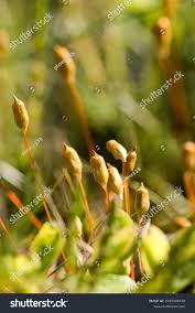 Attēlu rezultāti vaicājumam “Rhizomnium punctatum sporophyte”