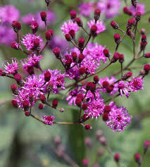 Attēlu rezultāti vaicājumam “Aphelia viburniana”