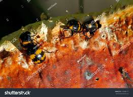 Attēlu rezultāti vaicājumam “Diaperis boleti”