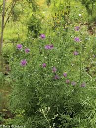 Attēlu rezultāti vaicājumam “Centaurea scabiosa”
