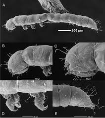 Attēlu rezultāti vaicājumam “Euura brevicornis larva”