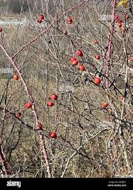 Attēlu rezultāti vaicājumam “Rosa glabrifolia”