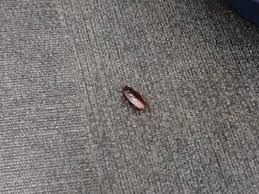 Image result for ゴキブリ報告所