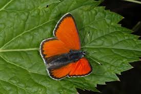 Attēlu rezultāti vaicājumam “Lycaena hippothoe underside”