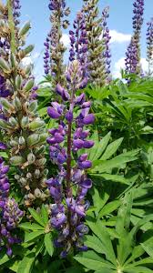 Attēlu rezultāti vaicājumam “Lupinus polyphyllus flower”