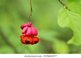 Attēlu rezultāti vaicājumam “Euonymus verrucosus fruit”