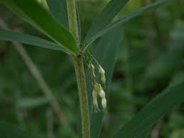Attēlu rezultāti vaicājumam “Polygonatum verticillatum bud”