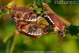 Attēlu rezultāti vaicājumam “Melolontha melolontha”