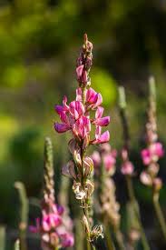 Attēlu rezultāti vaicājumam “Onobrychis arenaria leaf”