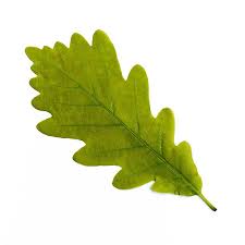 Attēlu rezultāti vaicājumam “Quercus robur leaf”