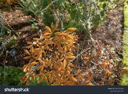Attēlu rezultāti vaicājumam “Aesculus x neglecta flower”