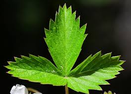 Attēlu rezultāti vaicājumam “Fragaria vesca leaf”