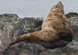 Image result for Eumetopias jubatus