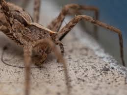 Attēlu rezultāti vaicājumam “Pisauridae”