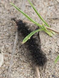 Attēlu rezultāti vaicājumam “Cybosia mesomella”