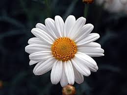 Attēlu rezultāti vaicājumam “Leucanthemum vulgare”