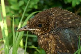 Attēlu rezultāti vaicājumam “Turdus merula juvenile”