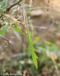 Attēlu rezultāti vaicājumam “Diplotaxis tenuifolia bud”