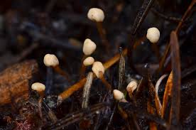 Attēlu rezultāti vaicājumam “Heyderia abietis”